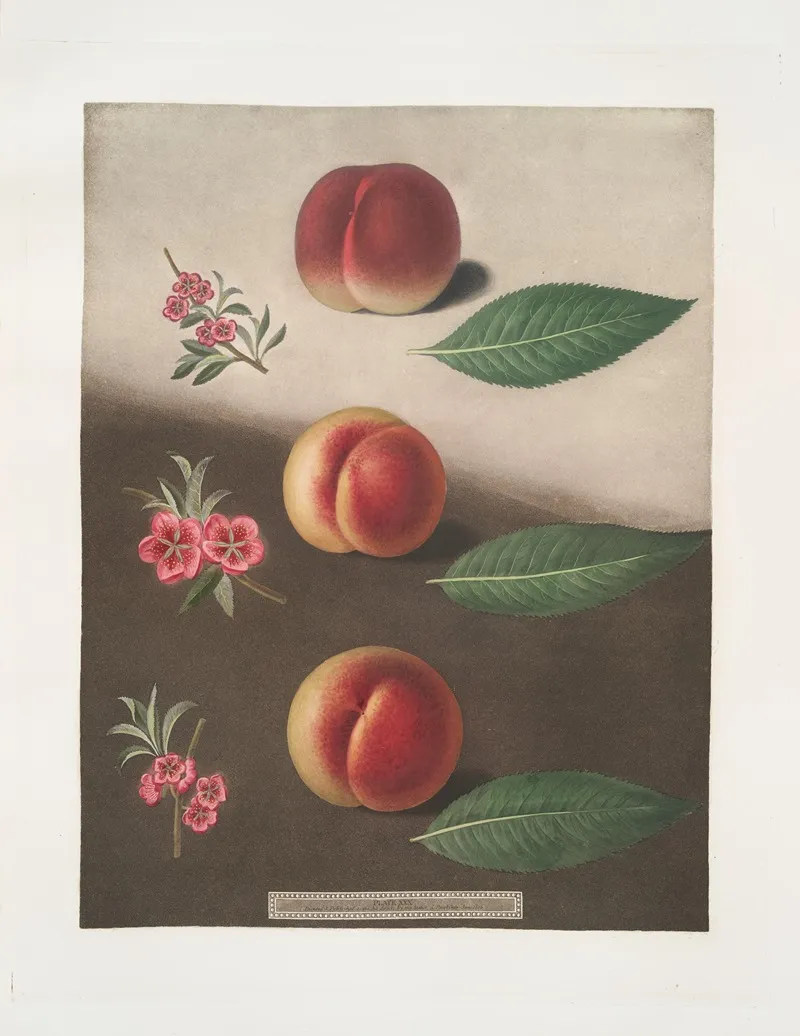 Millets Minion Super Royal And The Double Swalsh Peaches Wall Art by George Brookshaw - High-Resolution Digital Print