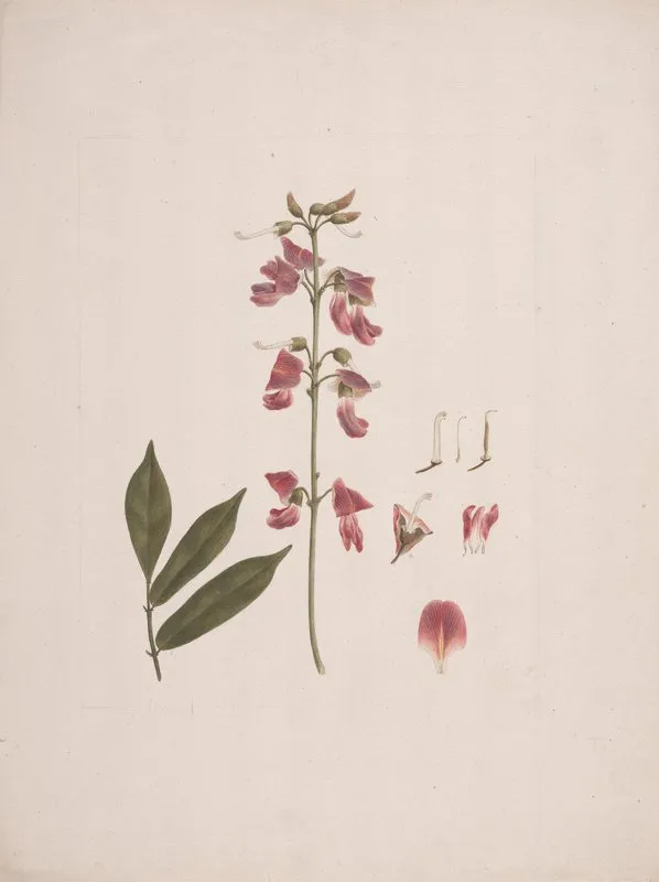 Millettia Ferruginea Hochst Baker