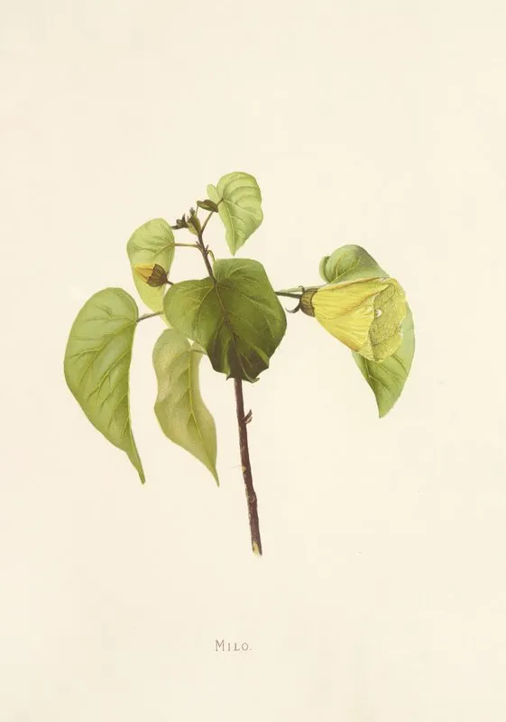 Milo Wall Art by Isabella McHutcheson Sinclair - High-Resolution Digital Print