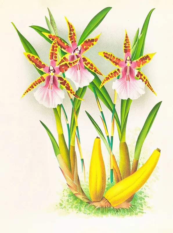 Miltonia Blunti Wall Art by Jean Jules Linden - High-Resolution Digital Print