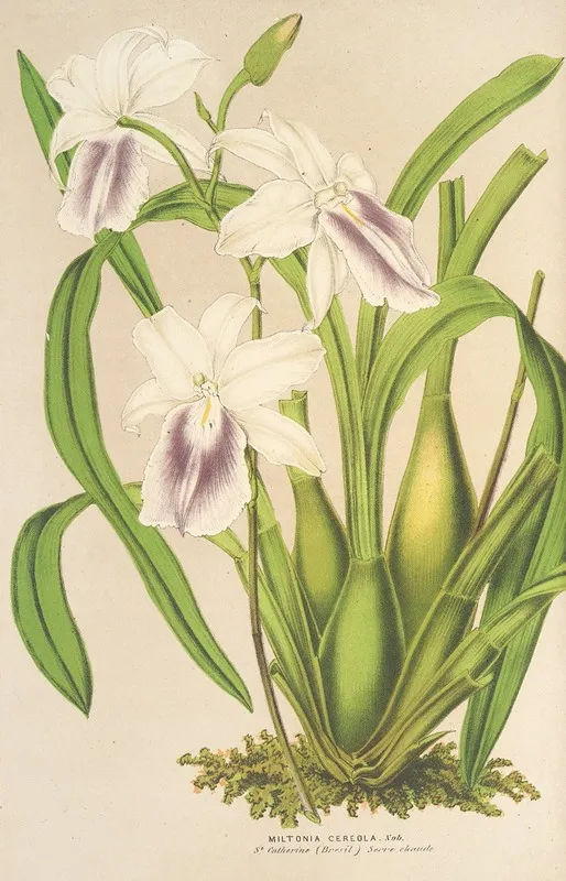 Miltonia Cereola Wall Art by Charles Antoine Lemaire - High-Resolution Digital Print