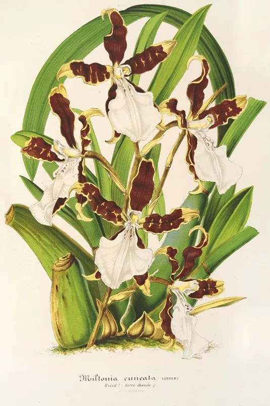Miltonia Cuneata Wall Art by Charles Antoine Lemaire - High-Resolution Digital Print