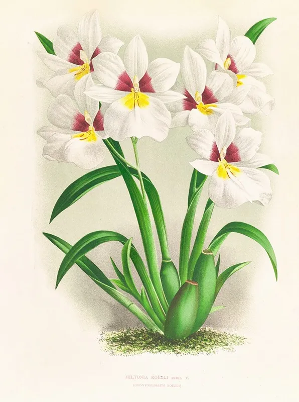 Miltonia Roezli Wall Art by Jean Jules Linden - High-Resolution Digital Print