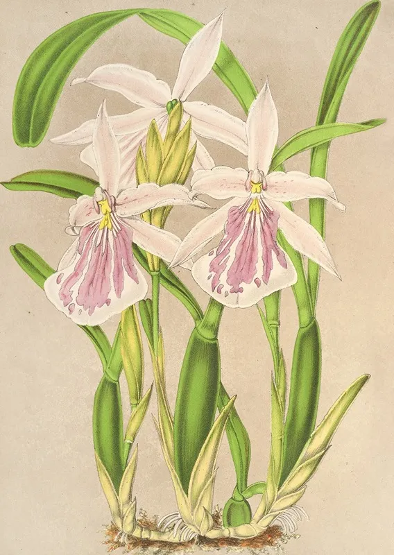 Miltonia Rosea Wall Art by Charles Antoine Lemaire - High-Resolution Digital Print