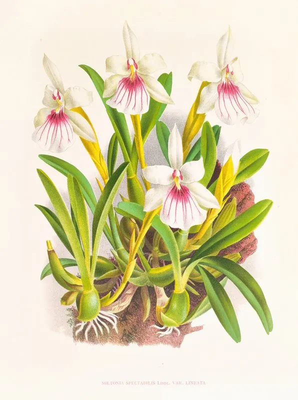 Miltonia Spectabilis 2 Wall Art by Jean Jules Linden - High-Resolution Digital Print