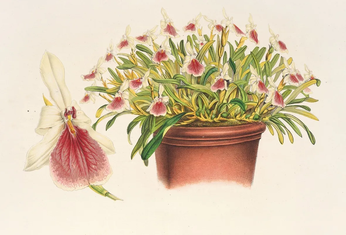Miltonia Spectabilis Wall Art by Charles Antoine Lemaire - High-Resolution Digital Print