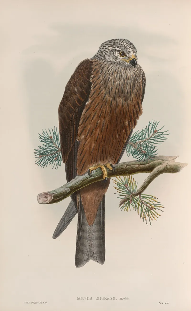 Milvus Migrans Black Kite Wall Art by John Gould - High-Resolution Digital Print