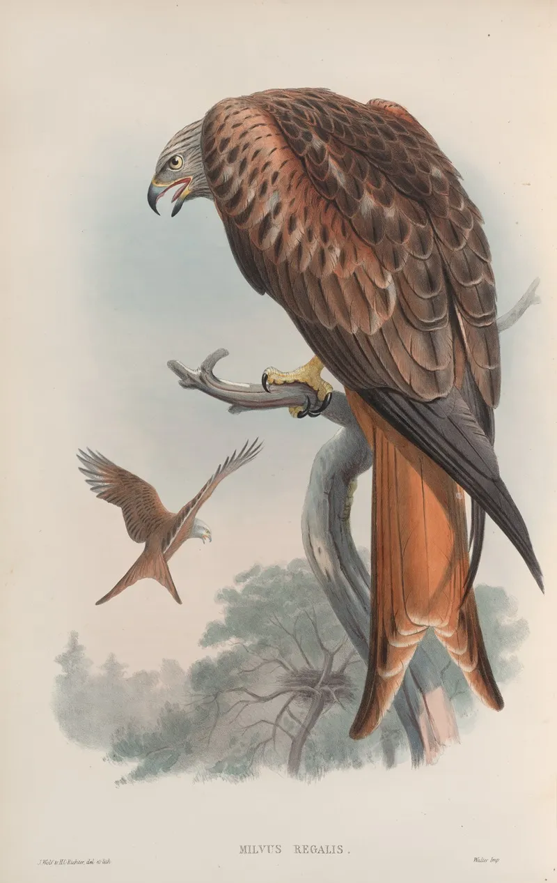 Milvus Regalis Kite Or Glead Wall Art by John Gould - High-Resolution Digital Print