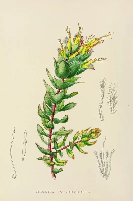 Mimetes Palustris Wall Art by Illtyd Buller Pole-Evans - High-Resolution Digital Print
