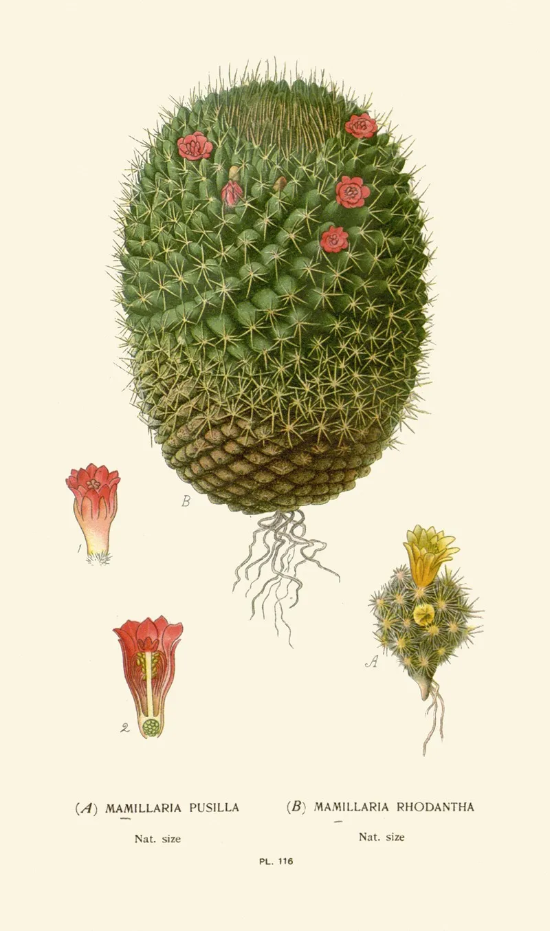 Mimillaria Pusilla Mamillaria Rhodantha Wall Art by Edward Step - High-Resolution Digital Print