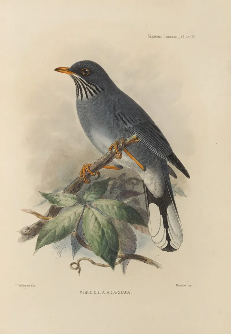 Mimocichla Ardesiaca Wall Art by Henry Seebohm - High-Resolution Digital Print
