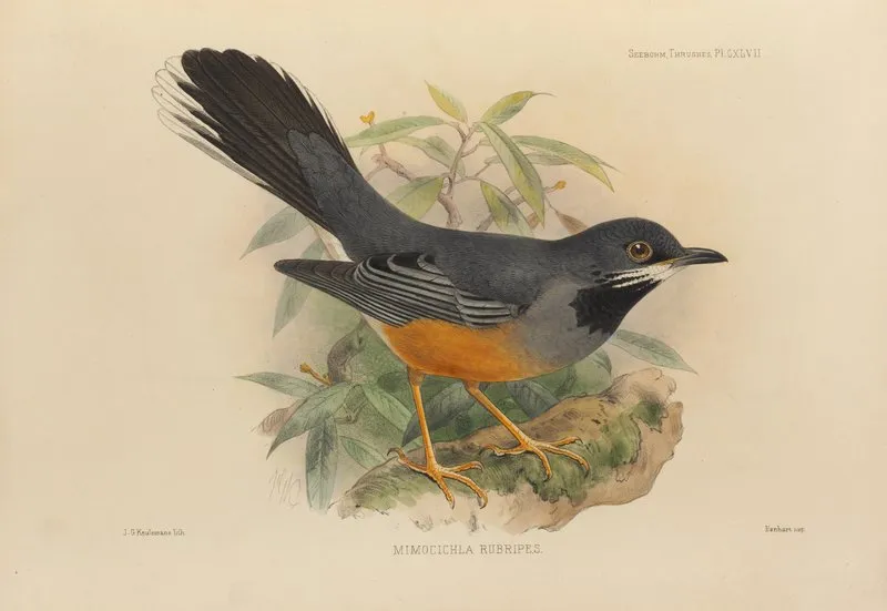 Mimocichla Rubripes Wall Art by Henry Seebohm - High-Resolution Digital Print