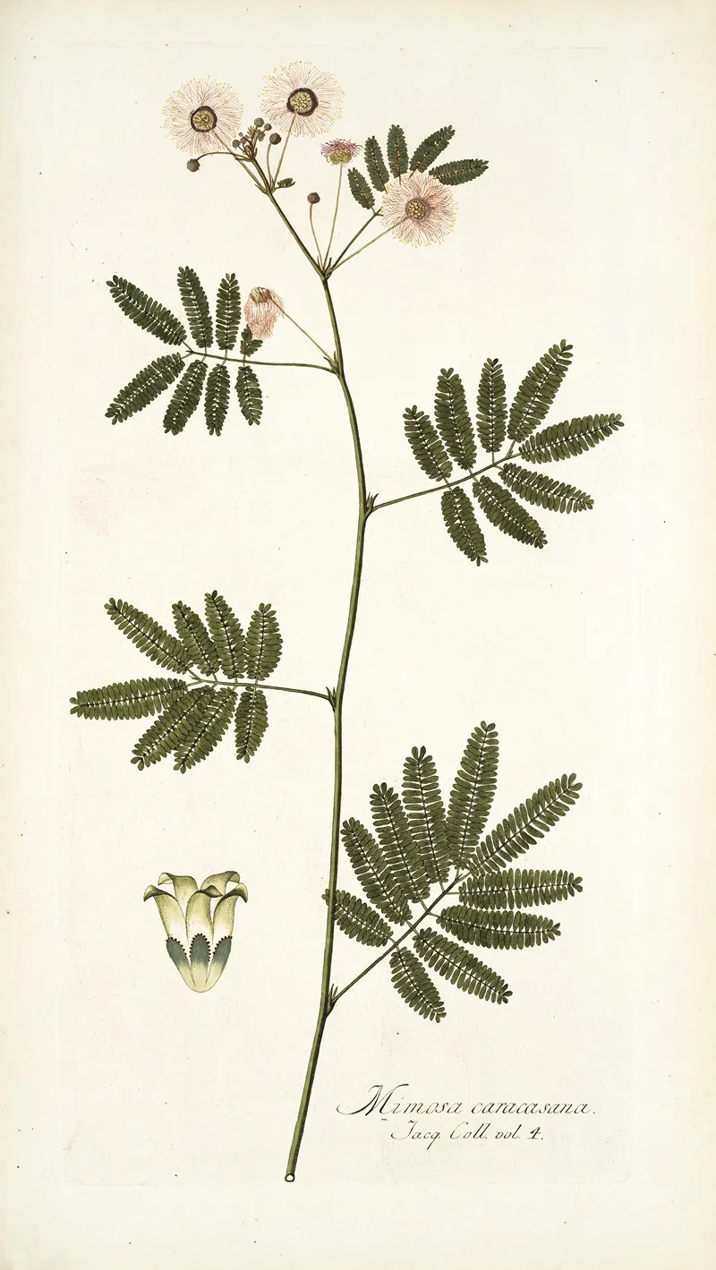 Mimosa Caracasana Wall Art by Nikolaus Joseph Freiherr von Jacquin - High-Resolution Digital Print
