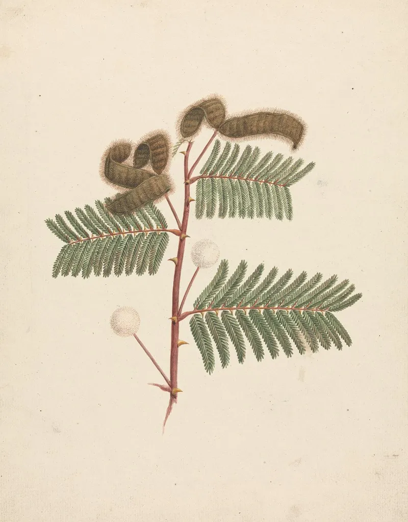 Mimosa Pigra L
