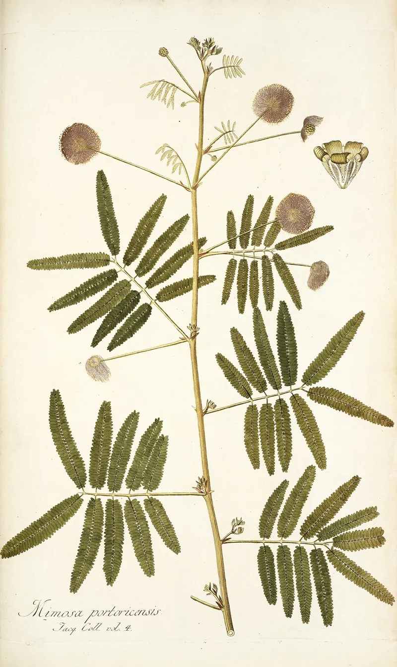 Mimosa Portoricensis Wall Art by Nikolaus Joseph Freiherr von Jacquin - High-Resolution Digital Print