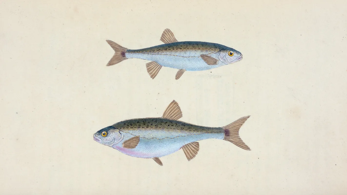 Minow Cyprinus Phoxinus Wall Art by Edward Donovan - High-Resolution Digital Print