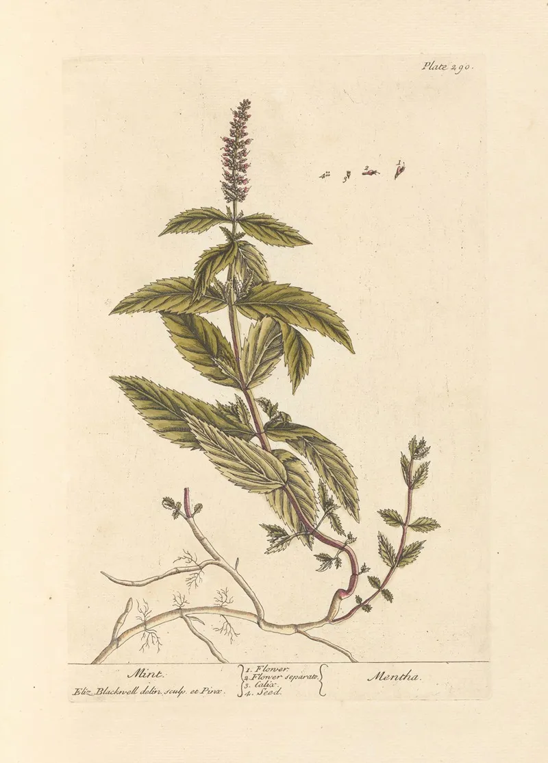 Mint Wall Art by Elizabeth Blackwell - High-Resolution Digital Print