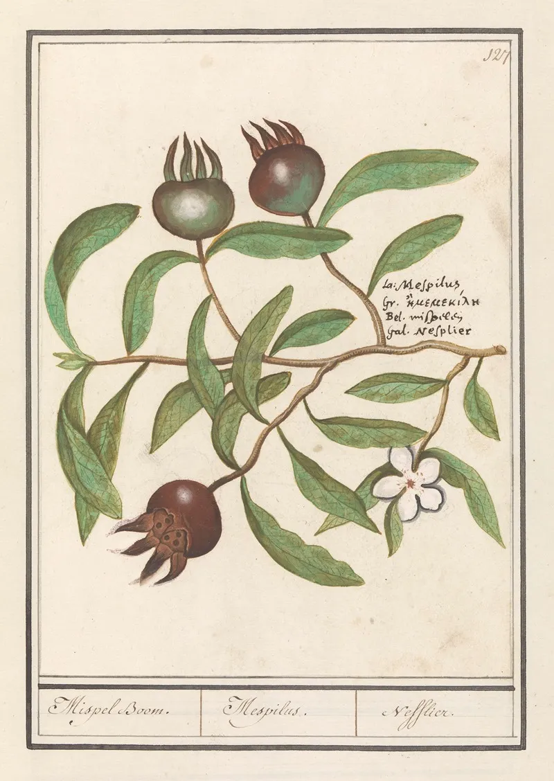 Mispel Mespilus Germanica Mispel Boom Mespilus Nefflier Wall Art by Anselmus Boëtius de Boodt - High-Resolution Digital Print