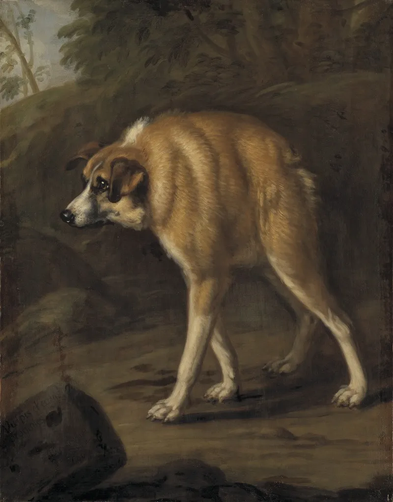 Missbildad Hund Wall Art by David Klöcker Ehrenstrahl - High-Resolution Digital Print
