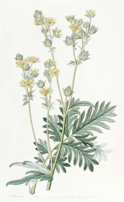 Misssouri Cinquefoil Wall Art by Sydenham Edwards - High-Resolution Digital Print