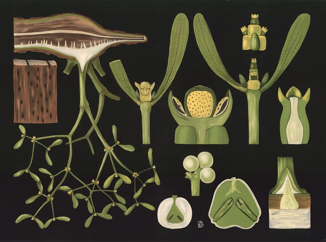 Mistletoe Viscum Album Wall Art by Gottlieb von Koch - High-Resolution Digital Print