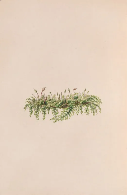 Mistletoe Wall Art by John Stevens Henslow - High-Resolution Digital Print