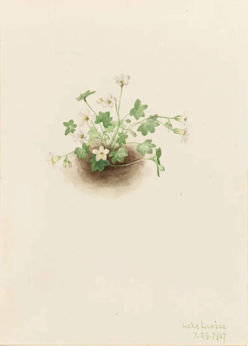 Mistmaiden Romanzoffia Sitchensis 2