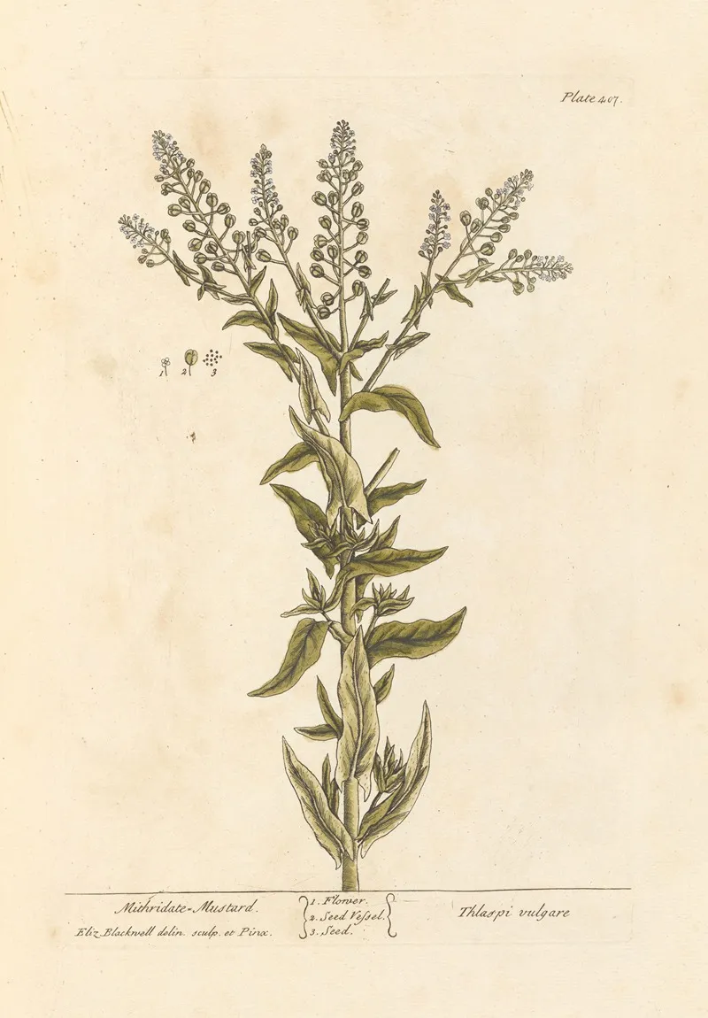Mithridate Mustard Wall Art by Elizabeth Blackwell - High-Resolution Digital Print