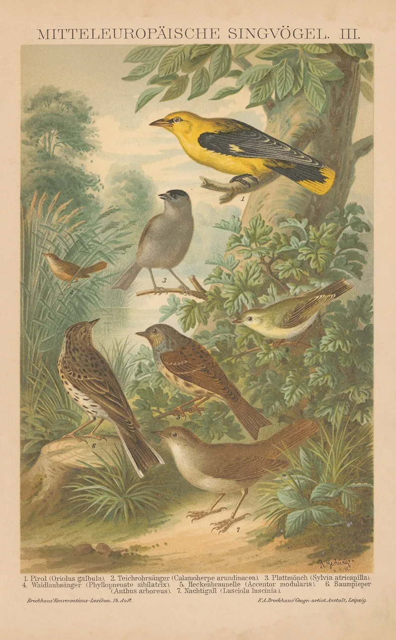Mitteleuropaische Singvogel Iii Wall Art by F.A. Brockhaus - High-Resolution Digital Print