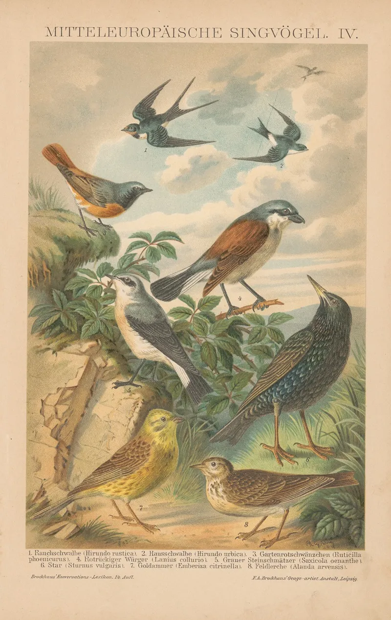 Mitteleuropaische Singvogel Iv Wall Art by F.A. Brockhaus - High-Resolution Digital Print