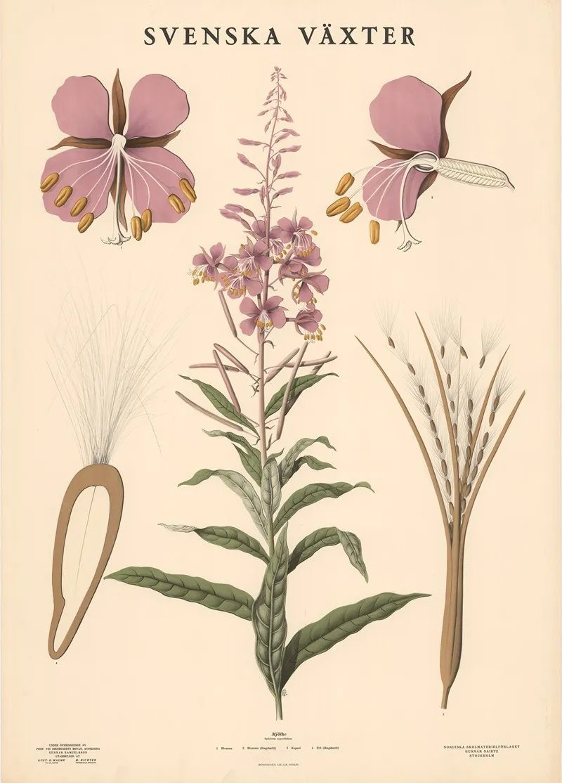 Mjolke Epilobium Angustifolium Wall Art by Max Richter - High-Resolution Digital Print