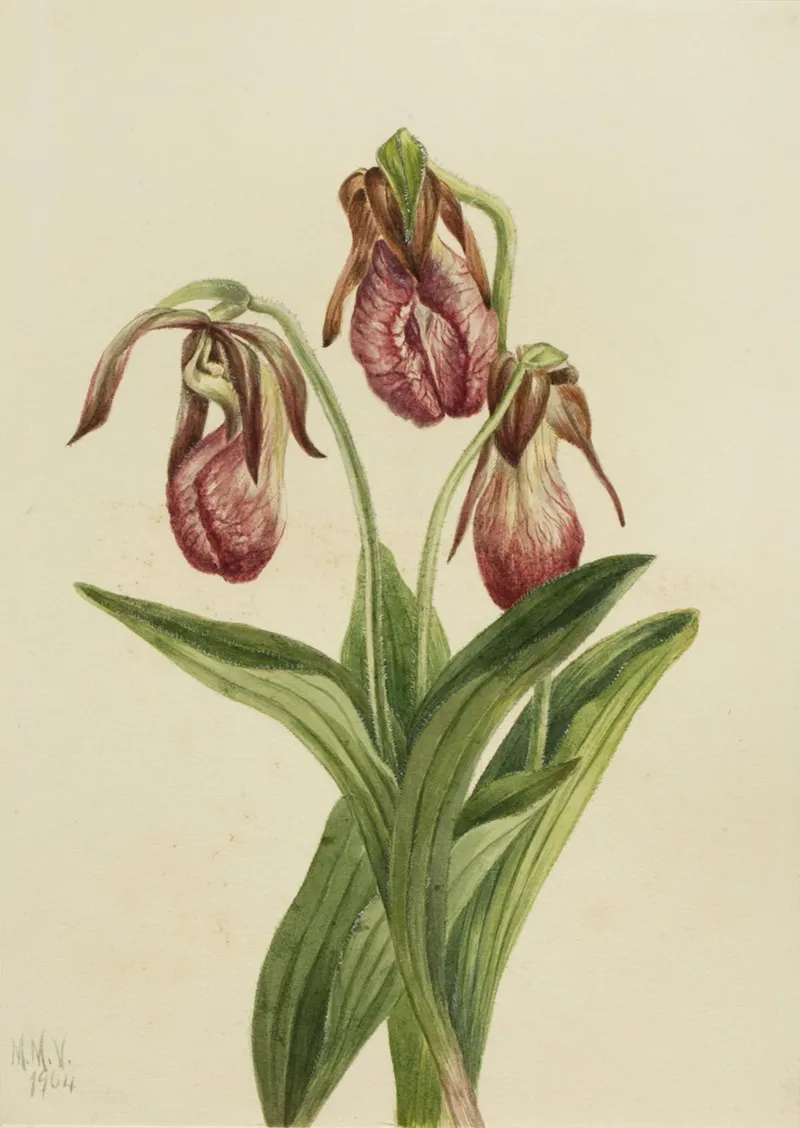 Moccasin Flower Cypripedium Acaule