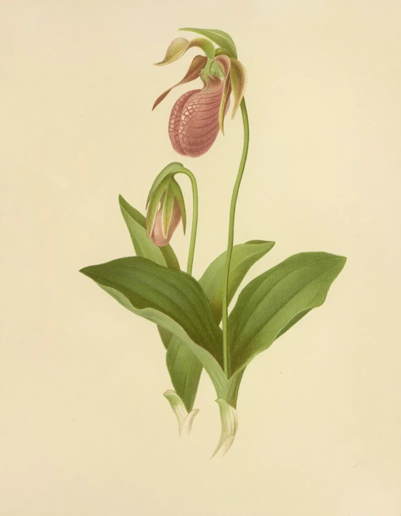 Moccasin Flower Ladys Slipper Wall Art by Isaac Sprague - High-Resolution Digital Print