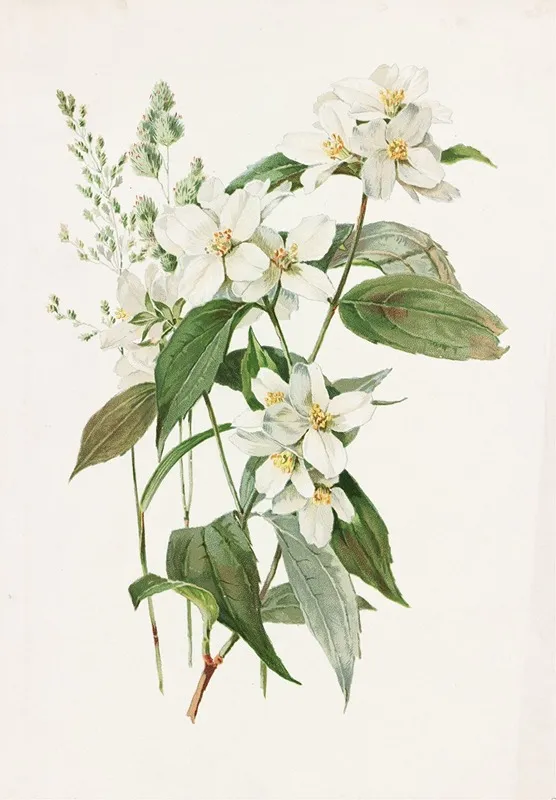 Mock Orange Or Syringa Wall Art by Alois Lunzer - High-Resolution Digital Print