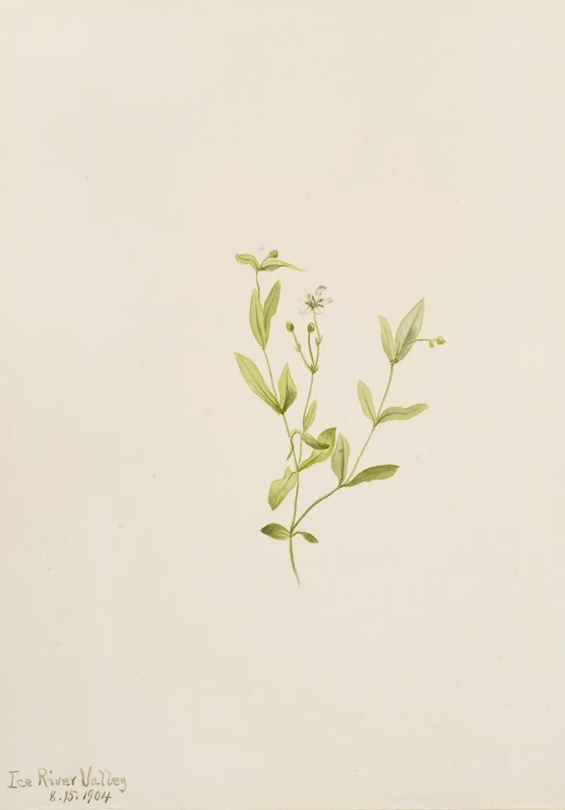 Moehringia Laberiflora