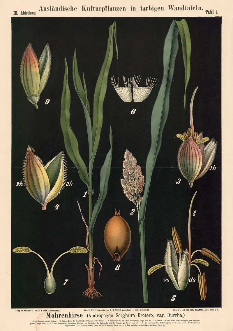 Mohrenhirse Andropogon Sorghum Brotero Var Durrha Wall Art by Carl Bollmann - High-Resolution Digital Print