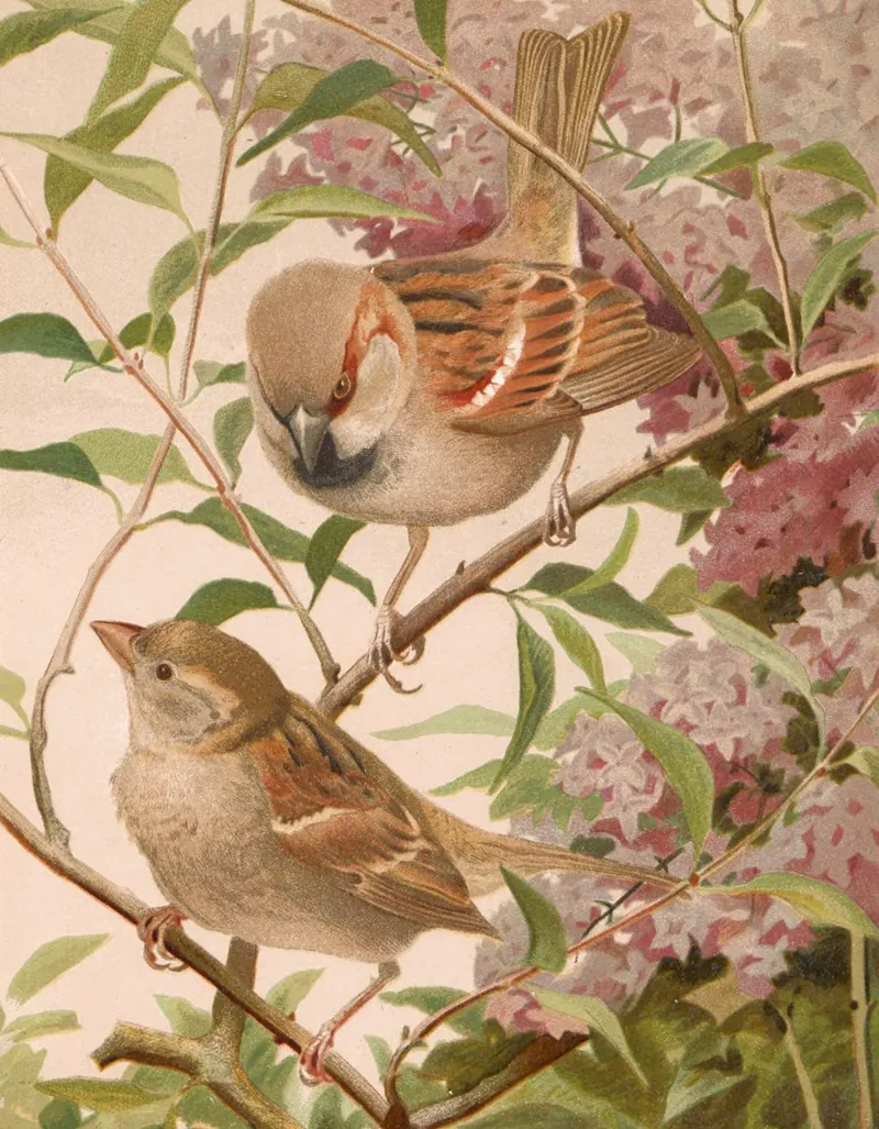 Moineau Franc Wall Art by Léo-Paul Robert - High-Resolution Digital Print