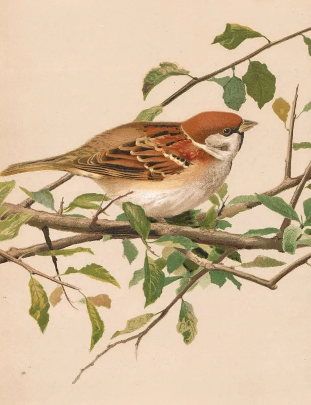 Moineau Friquet Wall Art by Léo-Paul Robert - High-Resolution Digital Print