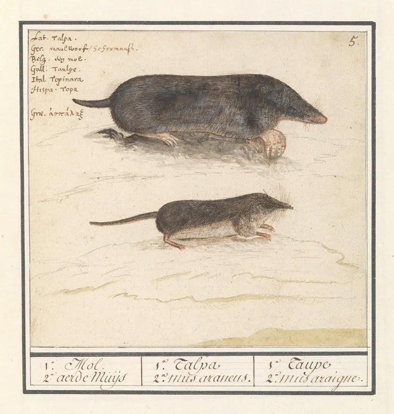 Mol Talpa Europaea En Spitsmuis Soricidae 1a Mol 2a Aerde Muijs Wall Art by Anselmus Boëtius de Boodt - High-Resolution Digital Print