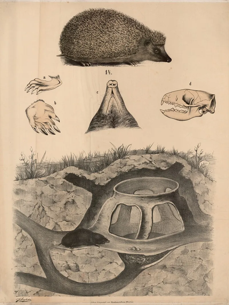 Mole 2 Wall Art by Franz Engleder - High-Resolution Digital Print