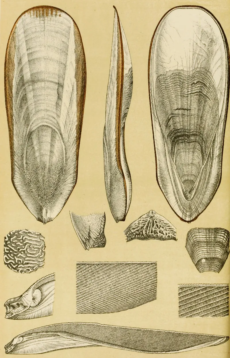 Mollusca Iii Wall Art by Frederick McCoy - High-Resolution Digital Print