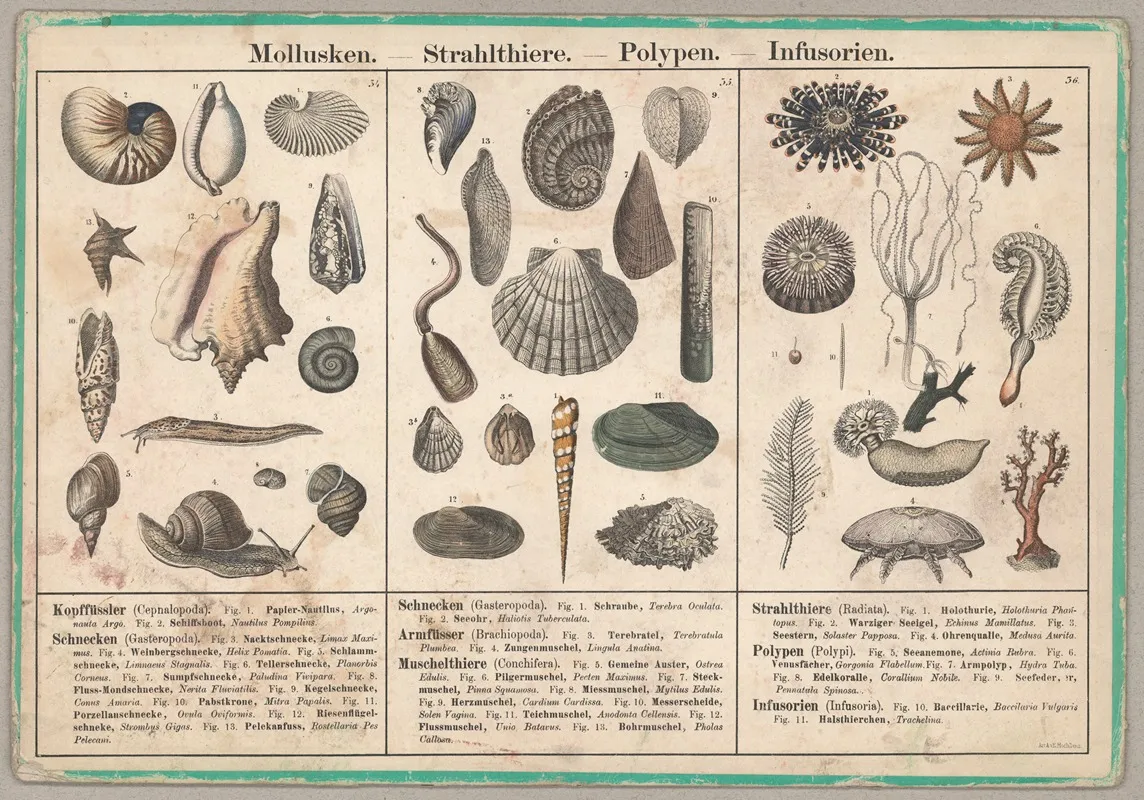 Mollusken Strahlthiere Polypen Infusorien