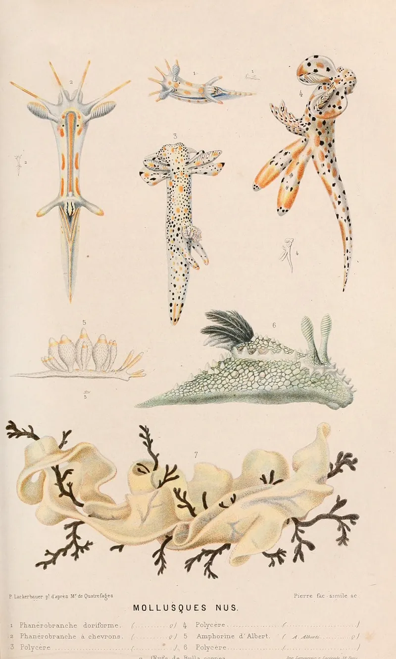 Mollusques Nus Ii Wall Art by Alfred Frédol - High-Resolution Digital Print