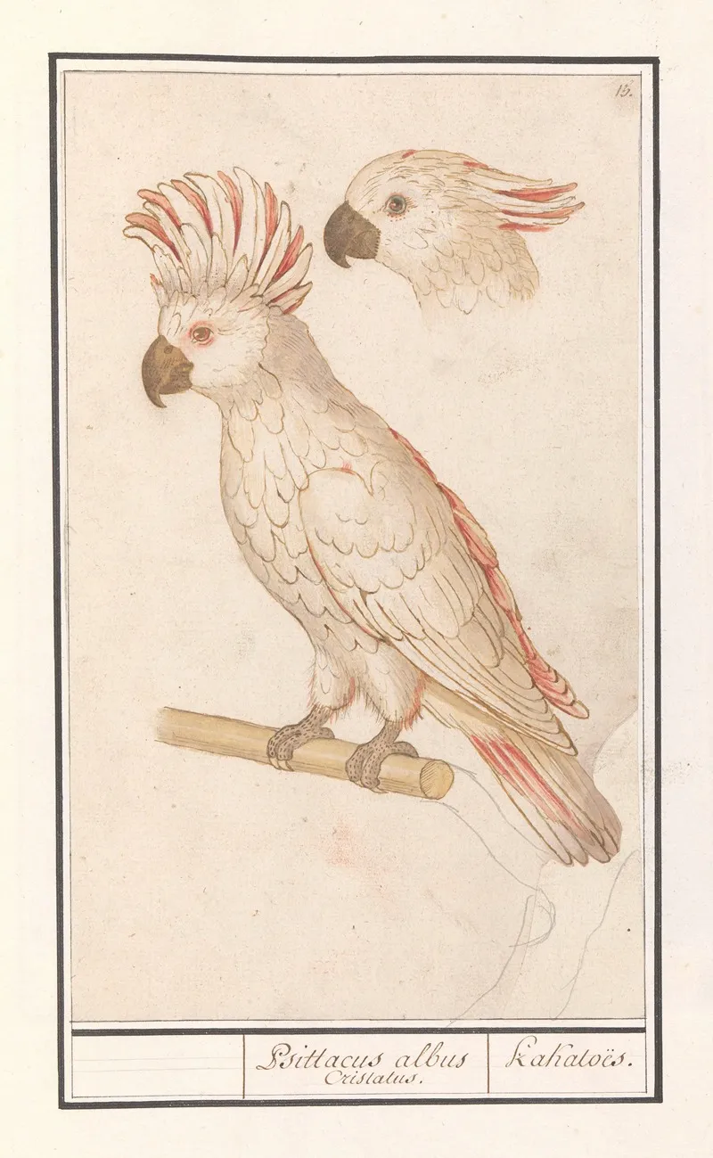 Molukkenkaketoe Cacatua Moluccensis Psittacus Albus Cristatus Kakatoes Wall Art by Anselmus Boëtius de Boodt - High-Resolution Digital Print