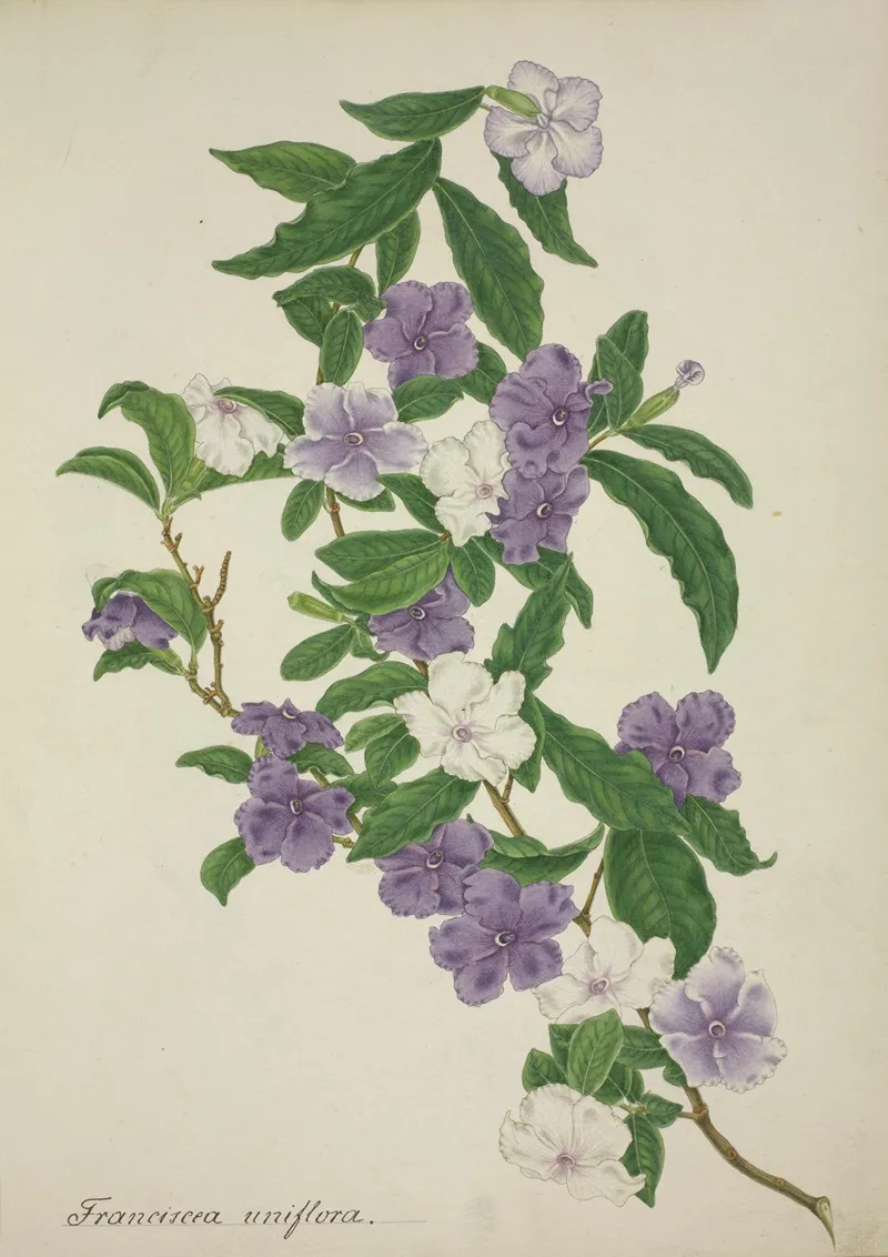 Mon Jardin A Ceylan Pl 009 Wall Art by George De Alwis - High-Resolution Digital Print