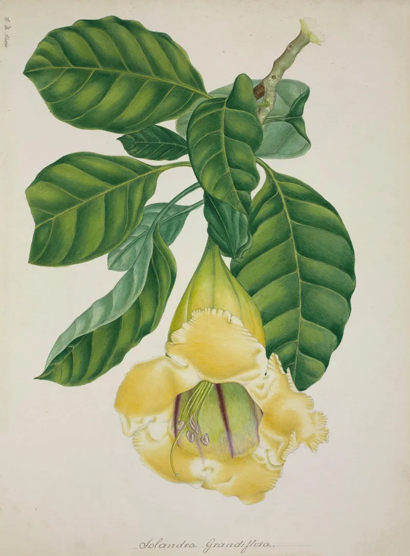 Mon Jardin A Ceylan Pl 016 Wall Art by George De Alwis - High-Resolution Digital Print