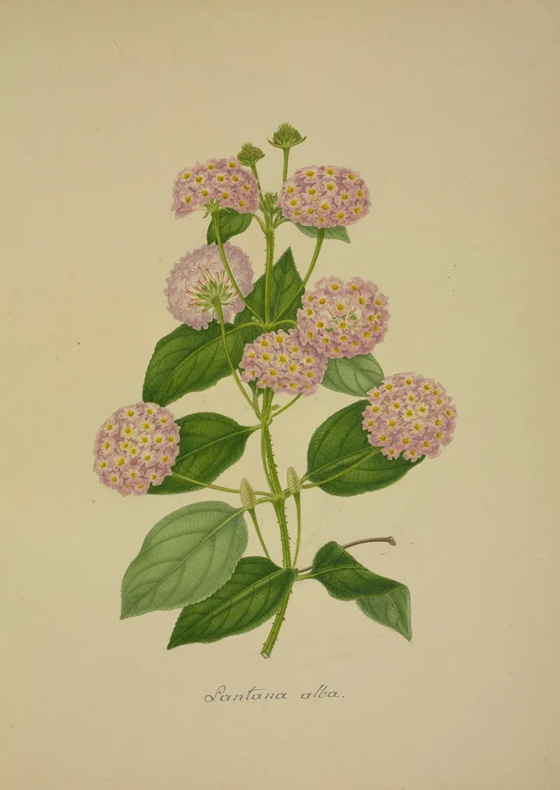 Mon Jardin A Ceylan Pl 020 Wall Art by George De Alwis - High-Resolution Digital Print