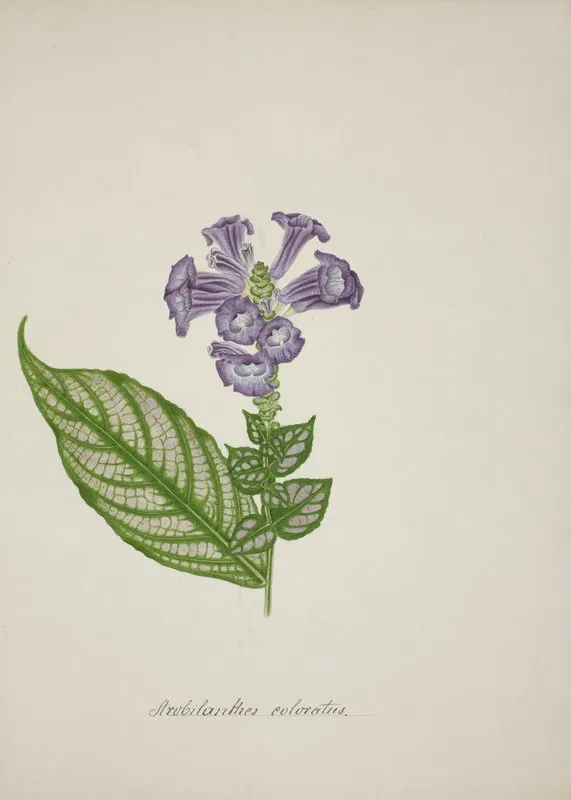 Mon Jardin A Ceylan Pl 029 Wall Art by George De Alwis - High-Resolution Digital Print