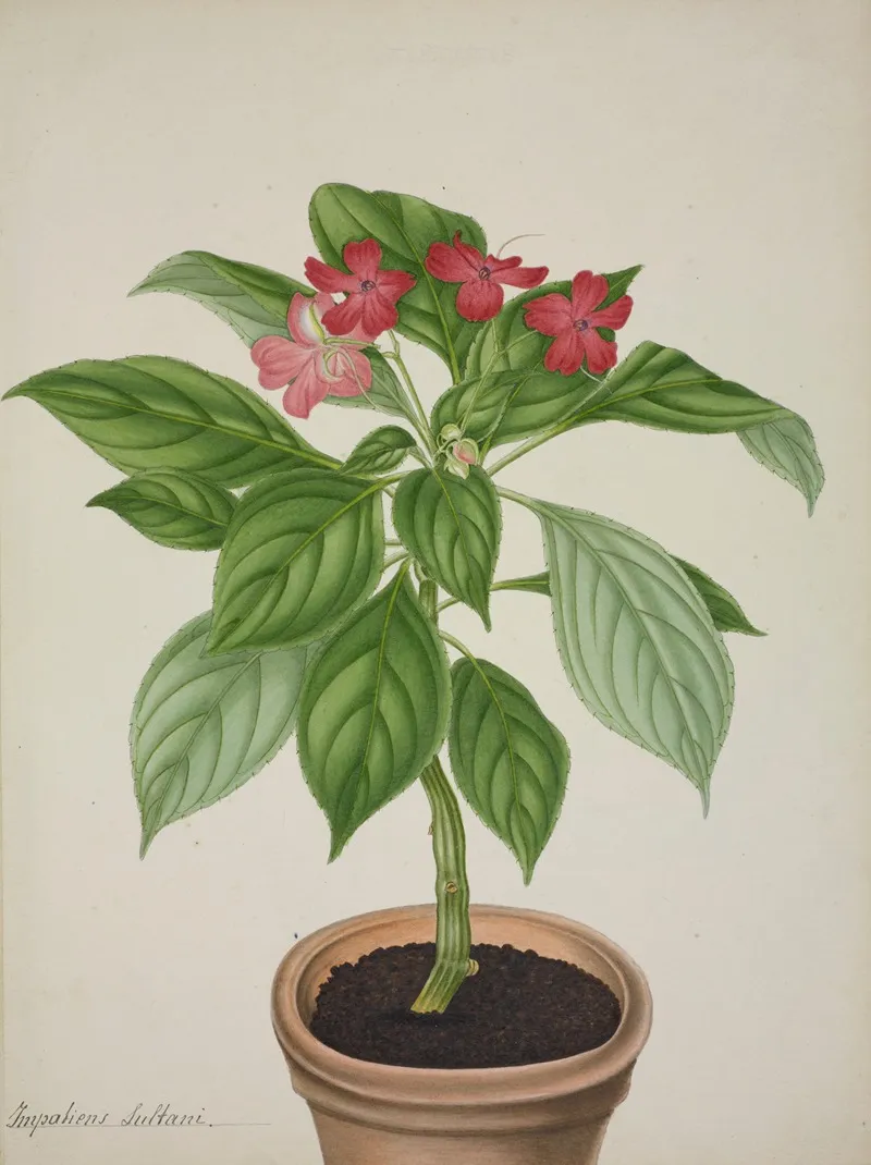 Mon Jardin A Ceylan Pl 031 Wall Art by George De Alwis - High-Resolution Digital Print
