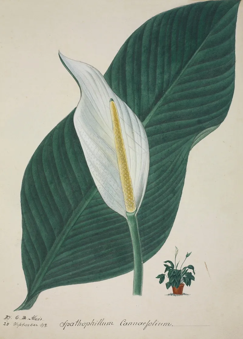 Mon Jardin A Ceylan Pl 034 Wall Art by George De Alwis - High-Resolution Digital Print